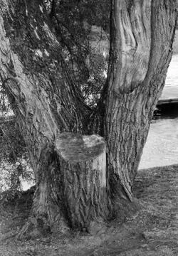 The old tree stands next to the river Stock Photos