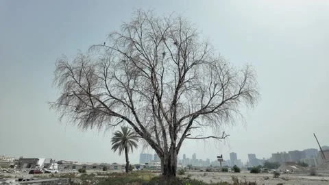 An old tree stands quietly in a forgotten village away from the city in the UAE Stock Footage 335919773
