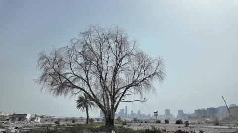 An old tree stands quietly in a forgotten village away from the city in the UAE Stock Footage 335920441