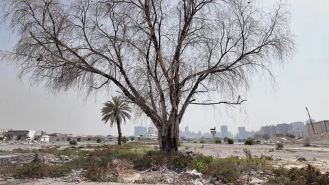 An old tree stands quietly in a forgotten village away from the city in the UAE Stock Footage 335947401