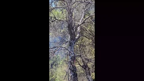 An old tree stands tall and smoking from a fire. Stock Footage 339757542