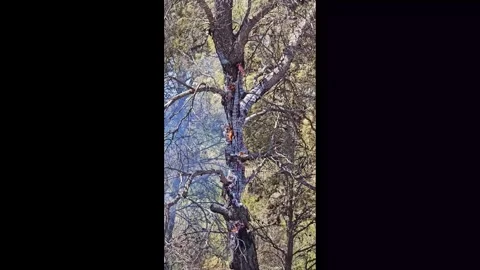 An old tree stands tall and smoking from a fire. Stock Footage 339757558