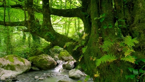 Old Tree, Stream, Nature Camouflage, Leaves Swaying İn The Wind Stock Footage 229402050