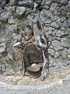 Old tree stump against rustic stone wall at Borja leprosarium 写真素材