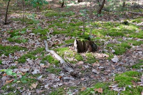 Old Tree Stump and Fallen Branch in a Mossy Forest Stock Photos