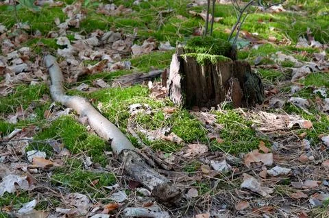 Old Tree Stump and Fallen Branch in a Mossy Forest Floor Stock Photos