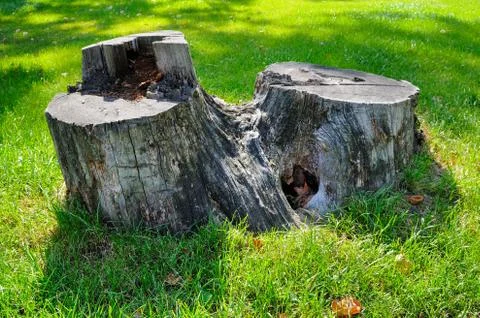 Old tree stump on a background of green grass . 스톡 사진
