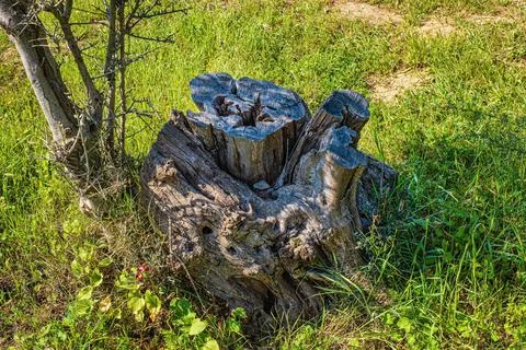 An old tree stump on a background of green grass Stock Photos