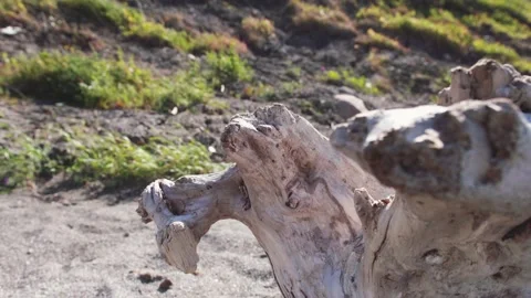 Old tree stump on the beach Vídeo Stock 130880313