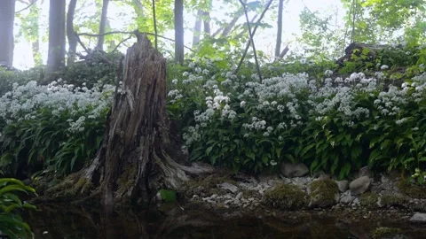 Old Tree Stump In Blooming Wild Garlic Forest Lummelunda Gotland Stock Footage 331081930
