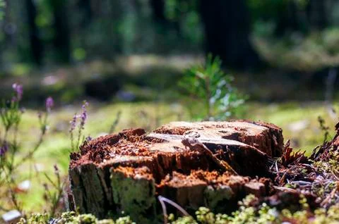 Old Tree Stump on a Blurred Forest Background with Copy Space. Stock Photos