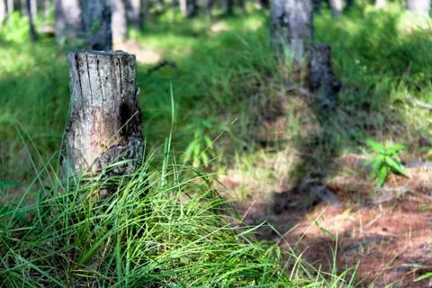 Old tree stump in the bright green forest Stock Photos