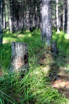 Old tree stump in the bright green forest Stock Photos
