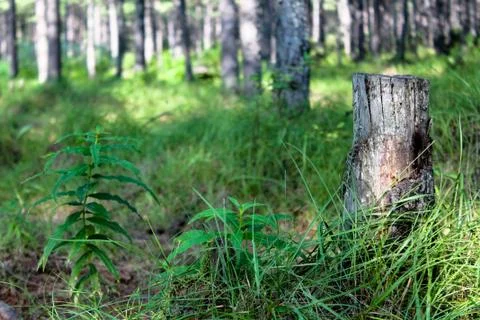 Old tree stump in the bright green forest Stock Photos