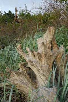 Old tree stump, Cabbage Island, British Columbia Stock Photos