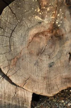 Old tree stump, Cabbage Island, British Columbia Foto stock