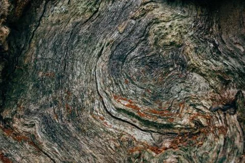 Old tree stump closeup, cracks and age rings Stock Photos
