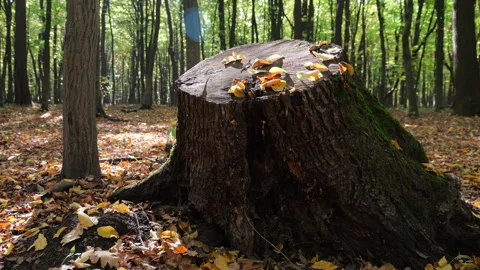 Old tree stump covered with green moss in autumn forest. Video stock 348157816