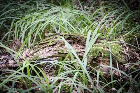 Old tree stump covered with green moss in the forest. Selective focus. Stock Photos