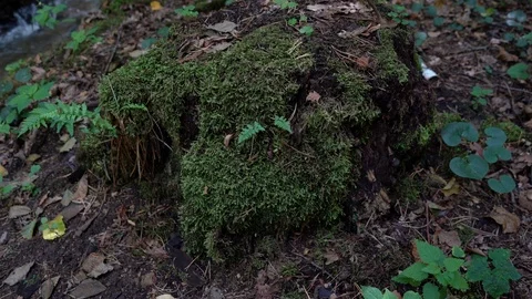 Old tree stump covered with moss in the forest Stock Footage 113965333