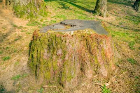 Old tree stump covered with moss Stock Photos