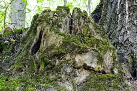 Old tree stump covered with moss in the coniferous forest, beautiful landscap Stock-Fotos