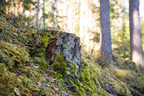 An old tree stump is covered in a moss coniferous forest Stock Photos
