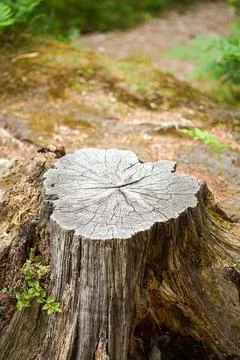 Old tree stump covered with moss in the coniferous forest, beautiful landscape. Stock Photos