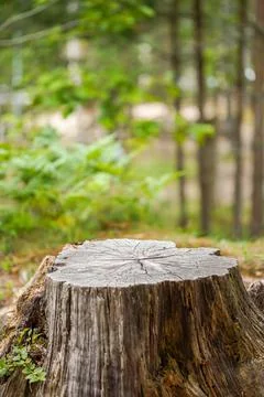 Old tree stump covered with moss in the coniferous forest, beautiful landscape. Stock Photos