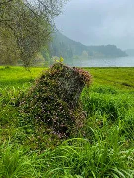 Old tree stump covered with moss and flowers, tropical nature, green grass Stock Photos