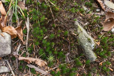 Old tree stump covered with moss and lichen in an autumn forest. Close up Stock Photos