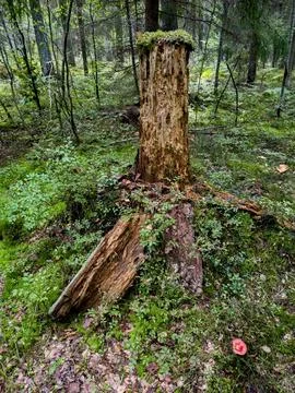 Old tree stump covered with moss in a dense forest Stock Photos