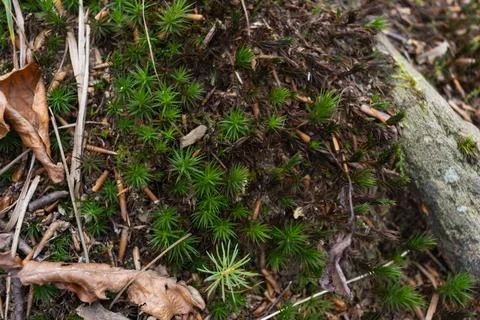 Old tree stump covered with moss and lichen in an autumn forest. Close up Stock Photos