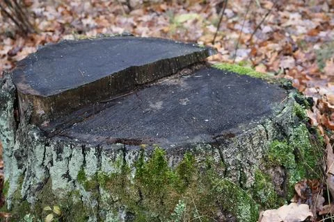 Old tree stump covered with moss in autumn forest Stock Photos