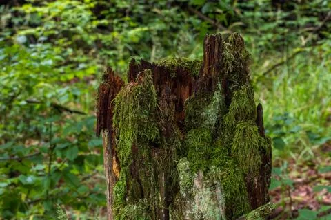 Old tree stump covered in vibrant green moss in forest Stock Photos