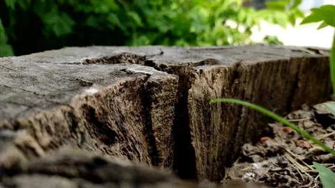 An old tree stump in the crack of which large black ants are crawling. Video stock 156695534
