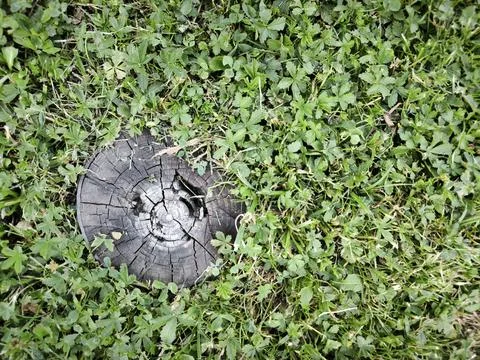 An old tree stump with cracks in the grass cover Stock Photos