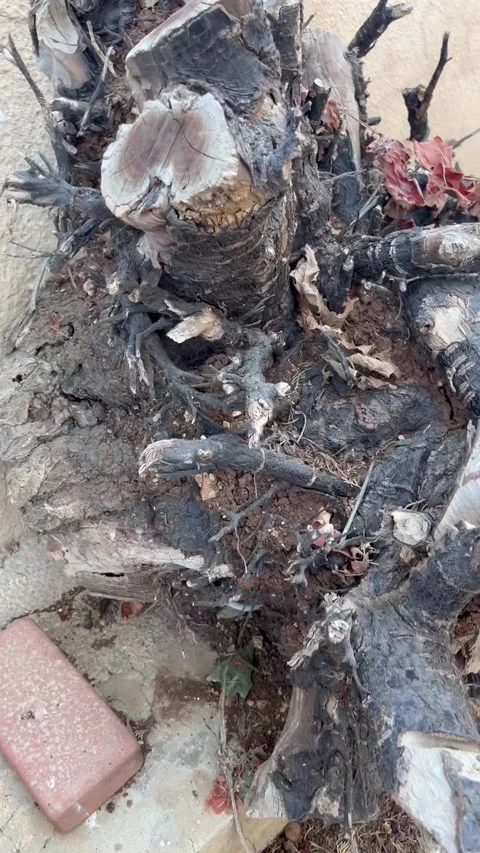 Old Tree Stump with Cut Branches and Roots Against Wall Stock Footage 345306188