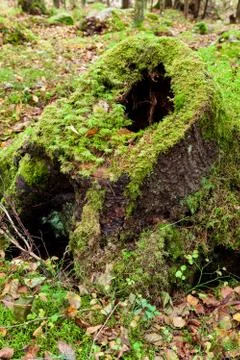 Old tree stump decay in forest Stock Photos