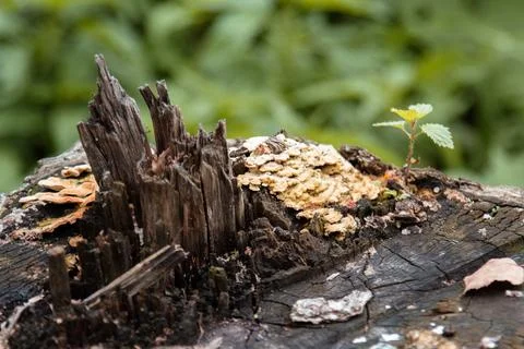 An old tree stump with decayed wood and a colony of tinder fungi is photogr.. Stock Photos