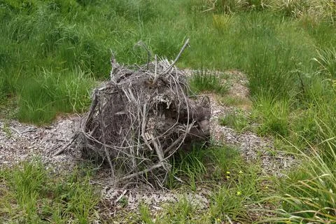 Old Tree Stump Dry Branches Grassy Field 스톡 사진