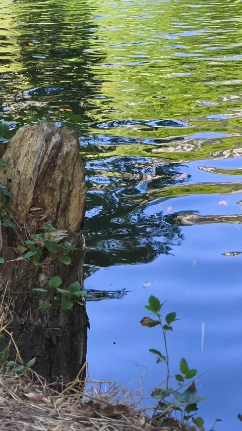 An old tree stump emerges from the river Stock Footage 313758336