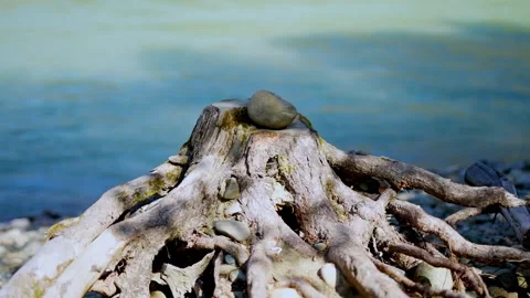 Old tree stump with exposed roots on rocky river bank. Stock Footage 315902946