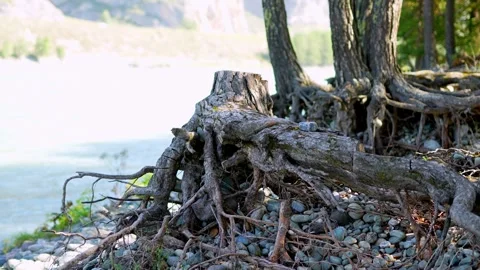 Old tree stump with exposed roots on rocky river bank. Stock Footage 315902958