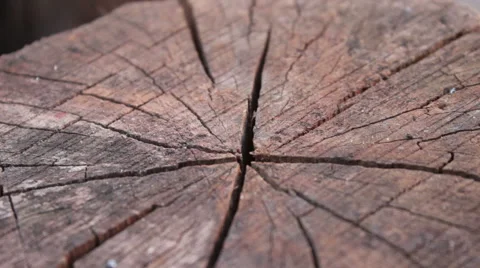 Old Tree Stump Stock Footage 54922311