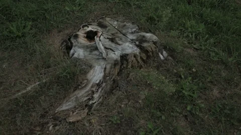 Old tree stump Stock Footage 81177164