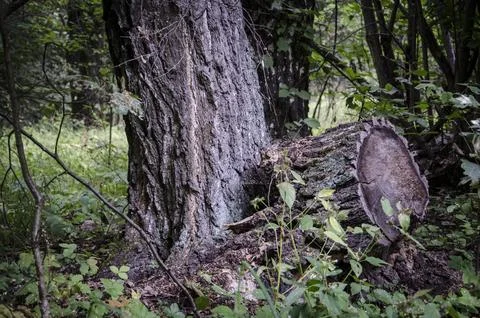 Old tree stump in the forest. abstract environmental backgrounds for your design Stock Photos