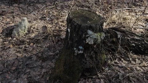 Old tree stump in forest 库存影片 130871082