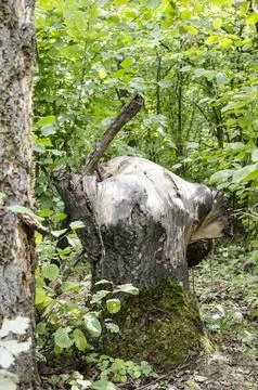 Old tree stump in the forest with green leaves and branches in summer Stock Photos