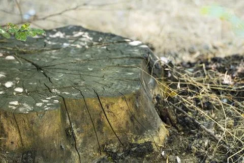 Old Tree Stump in Forest with Natural Wood Texture and Copy Space Stock Photos